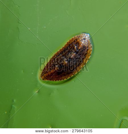 Leech On The Glass. Bloodsucking Animal. Subclass Of Ringworms F