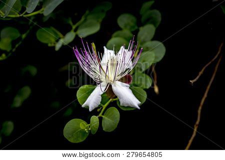 Bright White Pink Capparis Spinosa Flower With Green Leaves On Black Background