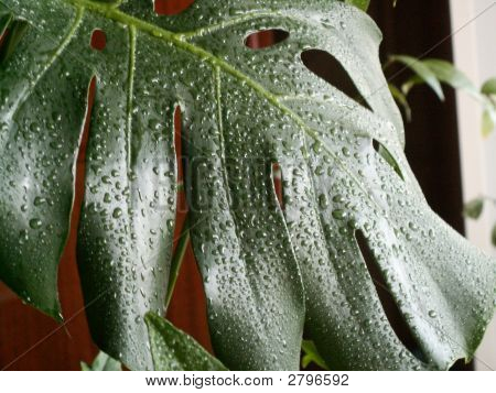 ใบไม้ Aftermoon