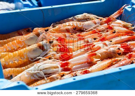 Blue Plastic Containers With Catch Of Sea Shrimps