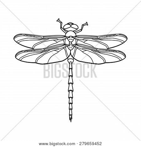 Isolated Object Of Insect And Fly Symbol. Collection Of Insect And Element Vector Icon For Stock.