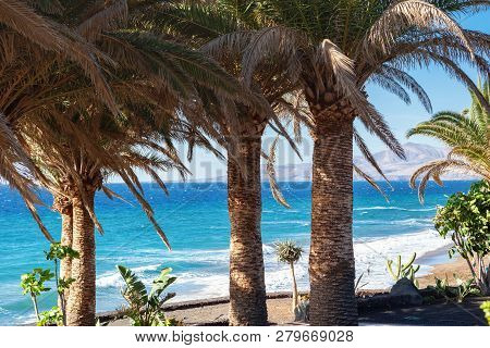 Puerto Del Carmen Beach In Lanzarote, Canary Islands, Spain. Blue Sea, Palm Trees, Selective Focus