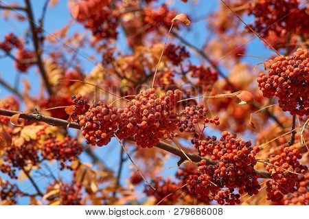 A Branch Of Autumnal Rowan Tree Close-up. Bunch Of Red Ripe Rowan Berries, Rowanberry Fruit