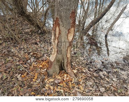 Beaver Bite Marks On Tree Trunk And Water And Trees In Forest In Wetland Area