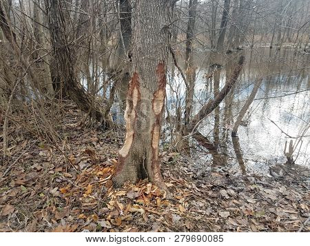 Beaver Bite Marks On Tree Trunk And Water And Trees In Forest In Wetland Area