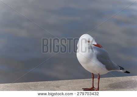 Calm Seagull Standing In-front Of Blurry River Background