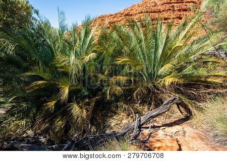 Macdonnel Ranges Cycad Or Macrozamia Macdonnellii In Kings Canyon In Nt Central Outback Australia