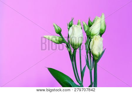 Fresh Unblown White Bud In Flowers Of Eustoma On A Bright Pink Background With Copy Space.