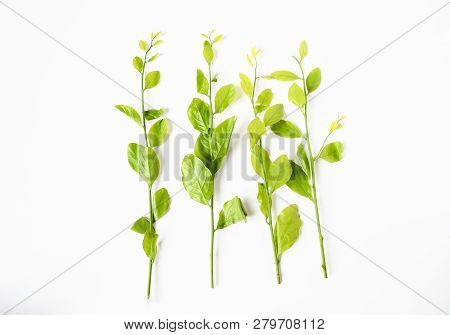 Vegetable ,  top view fresh youn leves  melientha suavis Pierre. Melientha is a genus of plants in t
