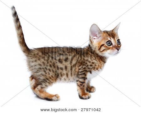 Kotě bengálského plemene. Věk - 1 měsíc