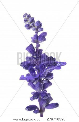 Mealycup Sage Flower Isolated On White Background