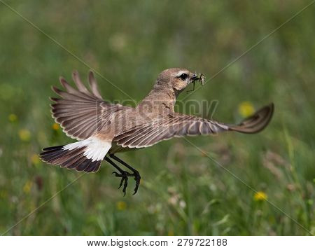 The Isabelline Wheatear (Oenanthe isabellina) on field in spring with peak full of insects