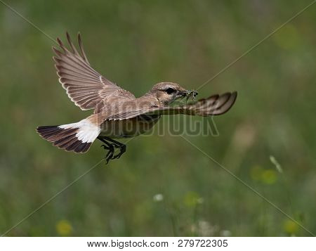 The Isabelline Wheatear (Oenanthe isabellina) on field in spring with peak full of insects