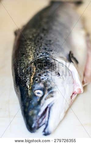 The Mighty Wild Atlantic Salmon Travelling To Spawning Grounds During The Summer In The Scottish Hig