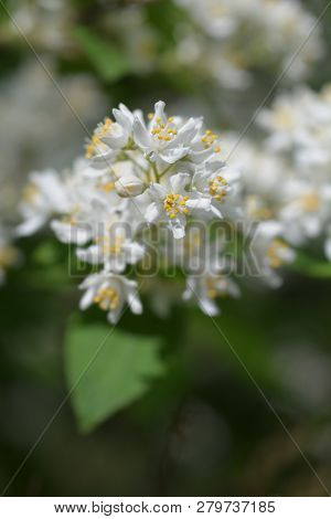 Slender Deutzia White Flowers - Latin Name - Deutzia Gracilis