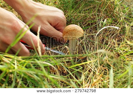 Detail On Young Woman Hands Picking Young Scaber Stalk Mushroom From Forest Grass With Red Pocket Kn