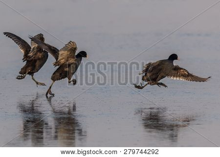 Eurasian Coot (fulica Atra) In Winter. Location: Comana Natural Park, Romania