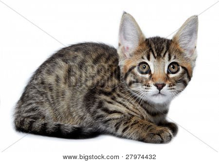 Kotě daného plemene Metis (Bengálsko + Maine Coon). Věk - 2 měsíce.