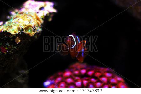 Golden flake Maroon Clownfish - Premnas biaculeatus (juvenile)