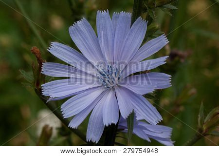 Beautiful Succory Flower With Violet Petals Is Growing On A Spring Meadow. Close Up.