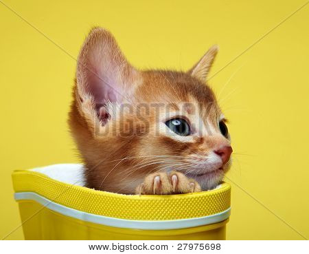 Kitten Abessinier. Alter - 1 Monat