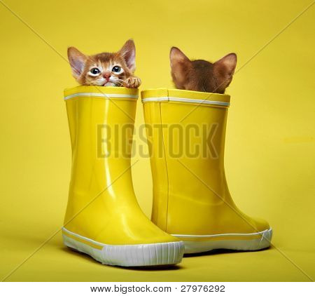 Kotě Habešan. Věk - 1 měsíc