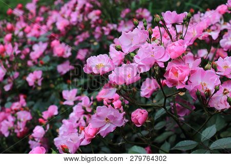 Many Beautiful pink roses bushes in the garden. Small purple roses. Roses after rain. Caring for garden roses. Beautiful rose bush for calendar. A lot of roses