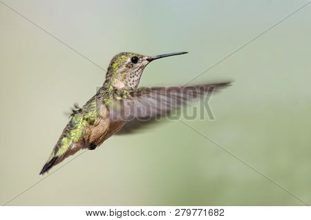 Broad-tailed Hummingbird Hovering In Flight Deep In The Forest