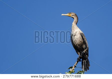 Young Double-crested Cormorant Perched In Tall Tree