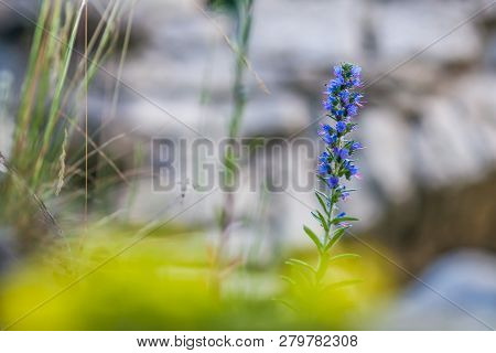 Echium Vulgare, Vipers Bugloss, Blueweed In Bloom