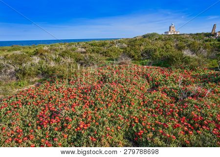 Lighthouse Faro of Nova Tabarca island in Alicante Spain red Mesembryanthemum flowers