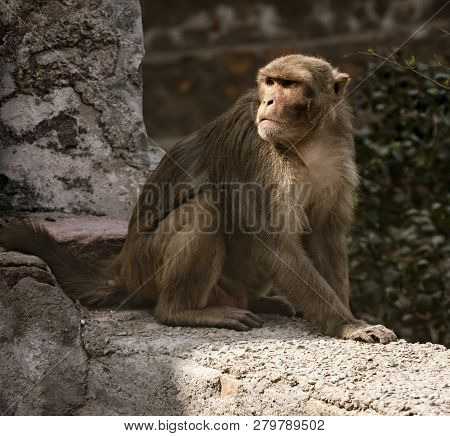 Nandgeon, India, Holi Festival, Feb 25, 2018 - Urban Monkey Surveys Scene Below