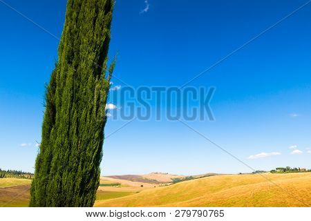 Cypresse On A Hill Near Asciano In Crete Senesi, Tuscany, Italy