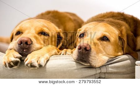 Two Tired Labradors Looking Sleepy On A Cushion Or Dog Bed. A Sandy Labrador Retriever Dog In A Hous