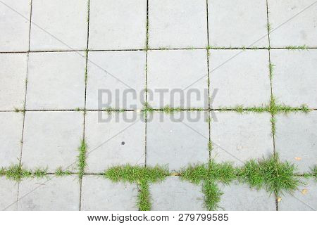 Top View Of Mortar Blog Square Walkway With Green Grass.