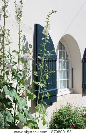 Ile de Re - White Hollyhocks and house with green shutters