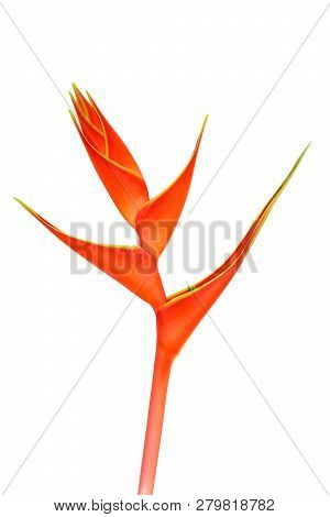 Beautiful Blooming Red Heliconia (h. Caribaea Lamarck)  Isolated On White Background.