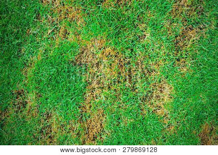 Pests And Disease Cause Amount Of Damage To Green Lawns, Lawn In Bad Condition And Need Maintaining.