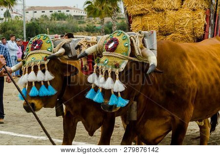 Almayate, Spain - April 21, 2018 Traditional Andalusian Contest Based On The Presentation Of The Abi