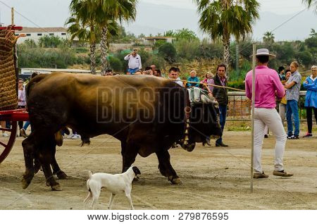 Almayate, Spain - April 21, 2018 Traditional Andalusian Contest Based On The Presentation Of The Abi