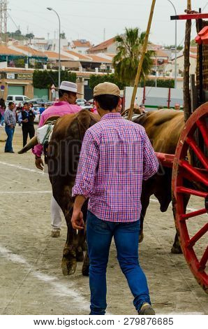 Almayate, Spain - April 21, 2018 Traditional Andalusian Contest Based On The Presentation Of The Abi
