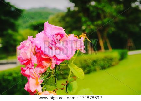Beautiful Single Pink Rose In Garden, Flowers In The Garden Blurred Green Background.