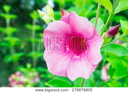 Purple Allamanda, Allamanda Cathartica, Golden Trumpet, Common Trumpetvine.
