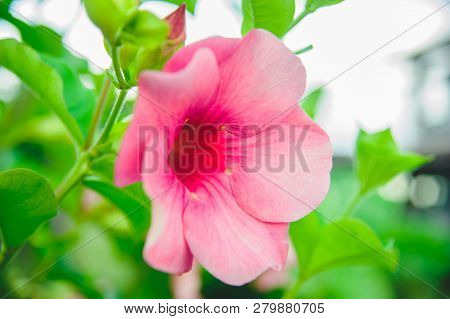 Purple Allamanda, Allamanda Cathartica, Golden Trumpet, Common Trumpetvine.