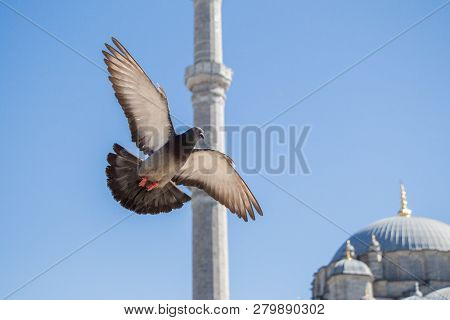 Pigeon Flying In Air By The Side Of A Minaret