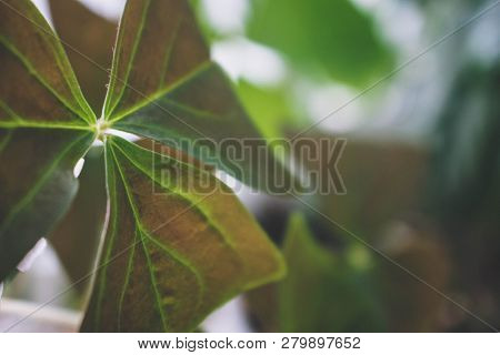 Green Leaf Texture. Leaf Nature Texture Background