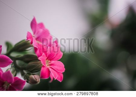 Beautiful Red Flowers A Plants Background Nature