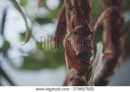 Beautiful Of Green Plant Tropical Background Floral