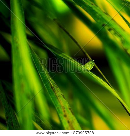 Little Butterfly On The Green Long Leafs Bokeh Shorts