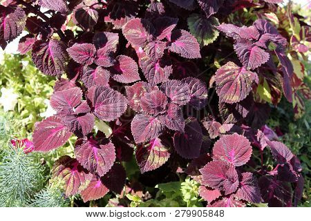 Coleus Blumei Or Painted Nettle. Cultivar With Dark Purple Leaves
